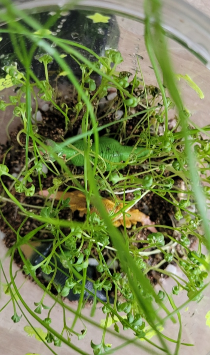 Obrazek #1 z Wioletta